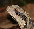 Water dragon at Mt Cootha Botanical Gardens, Brisbane, Australia