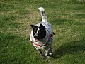 Mixed-breed dog (Catahoula Leopard Dog/Australian Cattle Dog)