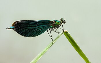 Beautiful Demoiselle