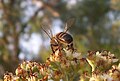 Bee Taking off from flowers