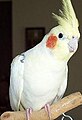 Near-completely clear (notice the small grey coloured feathers near the edge of its wing and it is rarer than most cockateils.) ADMpied Cockatiel.