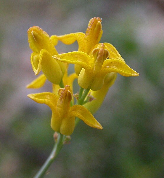 Archivo:Dicentra chrysantha 2004-05-17.jpg