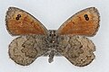 佳紅眼蝶 Erebia callias