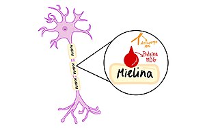 Esquema de neurona con axón mielinizado, mostrando glicoproteína MOG y su anticuerpo específico en la mielina ampliada.