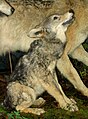 You can have this wolf cub. Take care! You're the one in the middle :D _-M oP-_ 01:39, 6 April 2006 (UTC)