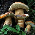 Thumbnail for Gyroporus castaneus