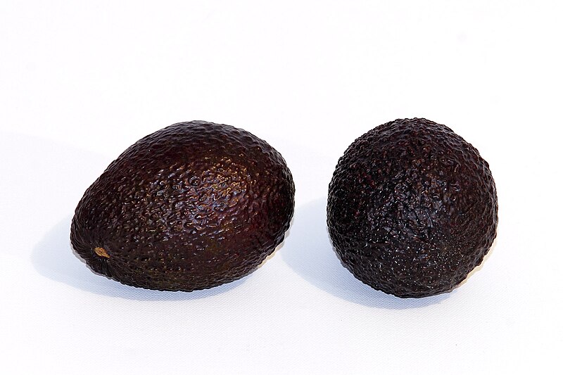 File:Hass avocado -white background.jpg