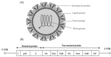 Flavivirus structure and genome