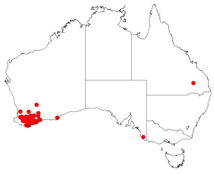 Файл:Isopogon buxifoliusDistMap9.png