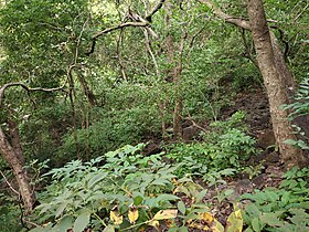 Forest on the way to fort