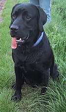 labrador retriever mix with a black coat.