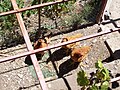 Chickens in Lagadia village.