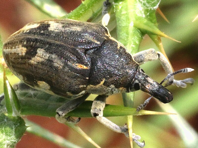 File:Larinus onopordi-dorsal.jpg