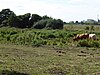 Limpenhoe Meadows