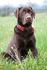 labrador retriever with a brown coat.