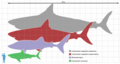 C. megalodon with a whale shark, great white shark and a human for scale.