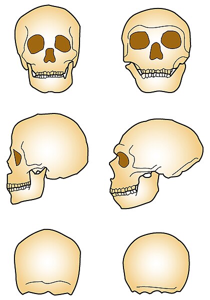 Файл:Neandertal vs Sapiens.jpg