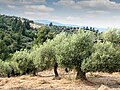 Image 55Olive trees in Pakistan (from Trees of Pakistan)