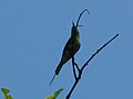 Blue tailed bee-eater