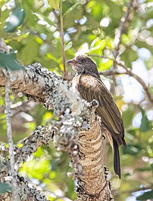 Pallid Honeyguide.jpg