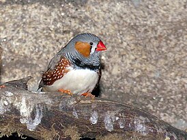 Зебровая амадина (Taeniopygia guttata)