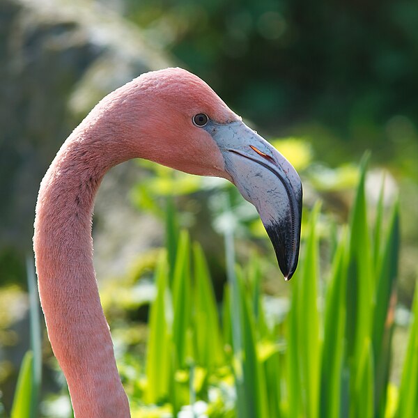 File:Phoenicopterus roseus Luc Viatour.jpg