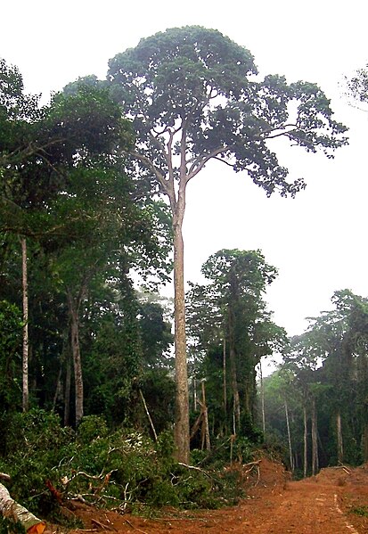 File:Sapele Tree Congo Brazzaville.jpg