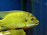 Redbelly tilapia swimming in an aquarium