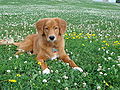 Juvenile male Toller at 1 year