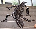 Megalania, a giant carnivorous goanna of Australia, might have grown to 7 metres long.