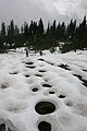 圓形融雪 Vegetation-induced circular snowmelt