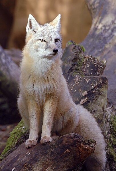 Файл:Vulpes corsac.jpg