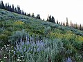 Wildflowers in SNRA