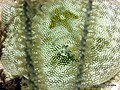 A yellow stingray behind a gorgonian.