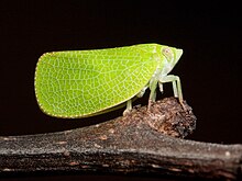 Acanalonia conica Kaldari.jpg