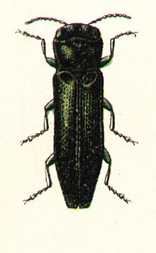 Agrilus angustulus.jpg