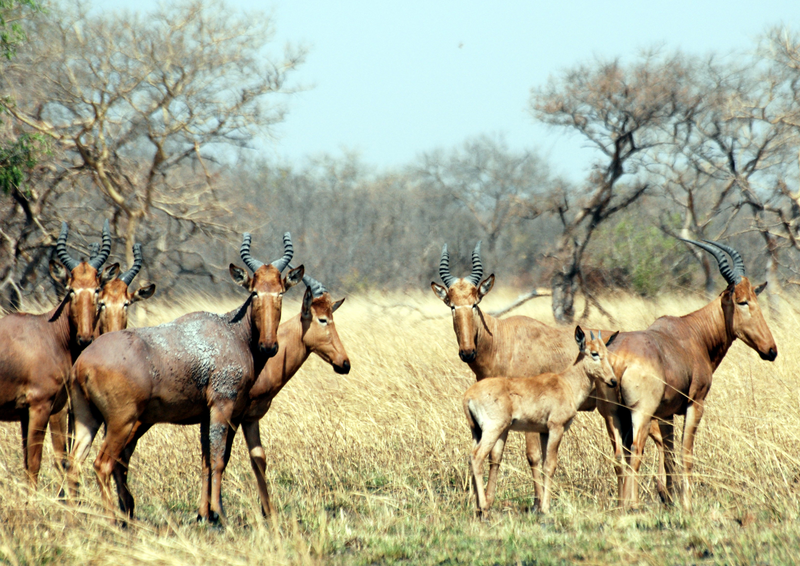 File:Alcelaphus buselaphus herd.png