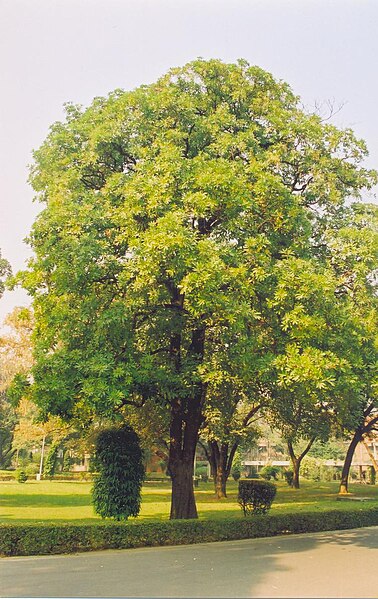 File:Alstonia scholaris.jpg