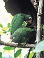 Puerto Rican Amazons at nesting site