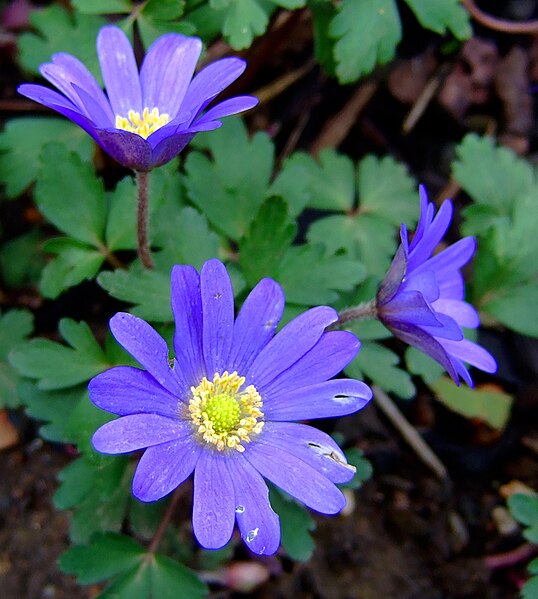 Файл:Anemone blanda1GrooverFW.jpg