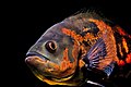 El oscar, cuyo nombre científico es Astronotus ocellatus, es un pez de agua dulce de Sudamérica y un popular pez de acuario. Se caracteriza por su patrón de colores, atigrado. Por Amything.