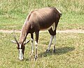 Binder Park Zoo