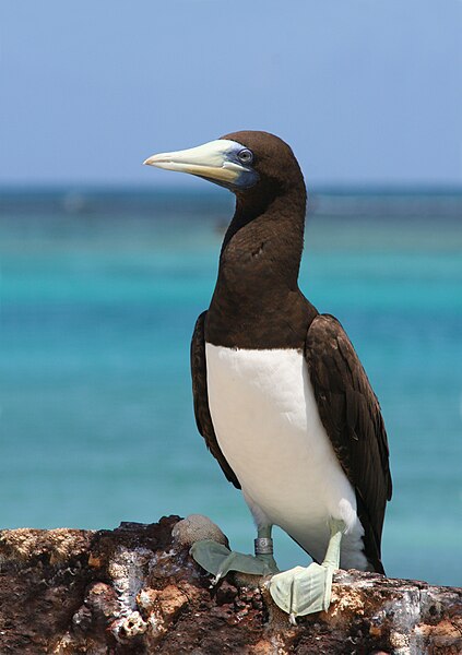 File:Brown boobytern.JPG