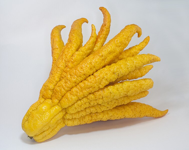 File:Buddhas hand 1.jpg