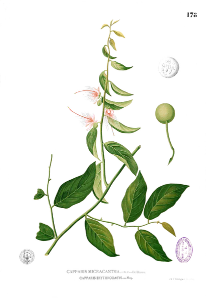 File:Capparis micracantha Blanco1.178.png