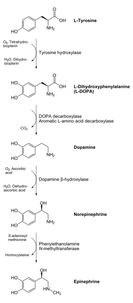 File:Catecholamines biosynthesis.svg