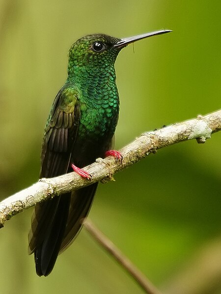 Archivo:Chalybura urochrysia (male) taxobox.jpg