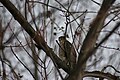 Cooper's Hawk, Accipiter cooperii