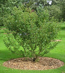 Crataegus pinnatifida, RBGE 2008.jpg