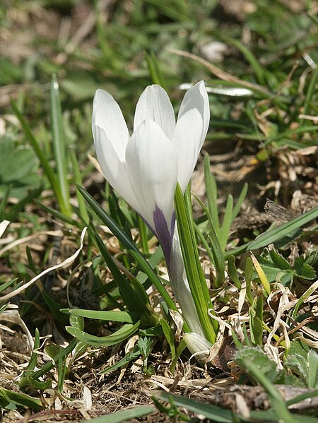 File:Crocus vernus albiflorus.jpg